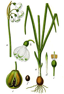 Leucojum aestivum Sturm48.jpg