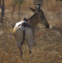 Lichtenšteino antilopė (Sigmoceros lichtensteinii)