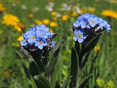 Nu-mă-uita (Myosotis alpestris)