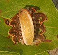 Underside of a monkey slug, showing the slimy pad in place of prolegs