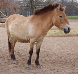 Przewalski-hest (Equus ferus przewalskii)