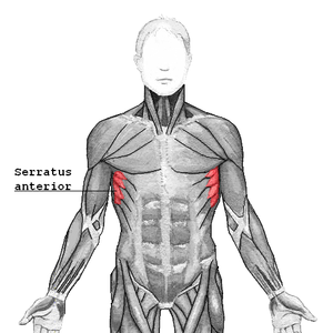 M. serratus anterior in utroque latere thoracis