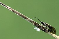 Female laying eggs