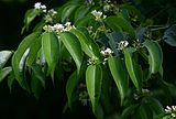 Strychnos usambarensis in flower