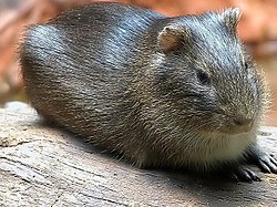 Brazīlijas jūrascūciņa (Cavia aperea)