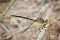 Austrogomphus guerini