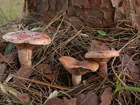 アカマツ林内の地上に発生したハツタケ（茨城県那珂市産）