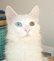 ’n Kat met algehele heterochromie.