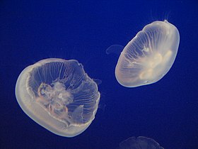 Aurelia aurita