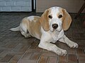 Beagle bicolore citron et blanc