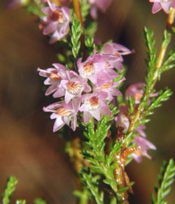 Kanerva (Calluna vulgaris)