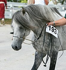 un cheval gris tenu au licol