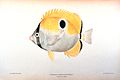 Teardrop butterflyfish Chaetodon (Lepidochaetodon) unimaculatus