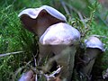 !Cortinarius-alboviolaceus!