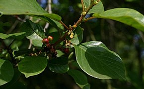 Frangula alnus.