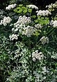 Heracleum sphondylium