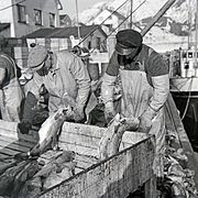 Fisken sløyes. Foto: Kristian Magnus Kanstad