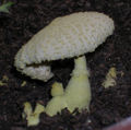 Leucocoprinus birnbaumii (sin. Lepiota lutea)