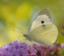 Papilio montranta siajn flugilojn