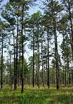 Pinus palustris, longleaf pine