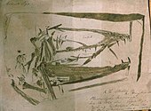 Dimorphodon macronyx, descoberto por Mary Anning, Lyme Regis.