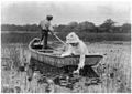 The lily gatherer, (Rudolf Eickemeyer, 1892).