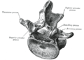 Bukvirvel sett ovanfrå og bakfrå. Illustrasjon frå Gray's Anatomy, 1918. (PD)