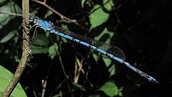 Indolestes peregrinus, Արևելյան Ասիա