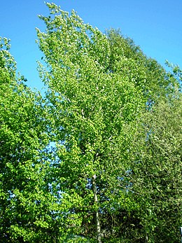 Drebulė (Populus tremula)