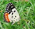 Red Pierrot, Talicada nyseus.