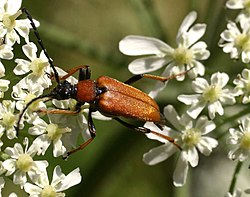 Corymbia rubra Linnaeus, 1758