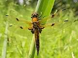 ヨツボシトンボ属 ヨツボシトンボ Libellula quadrimaculata