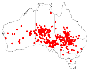 Description de l'image Acacia brachystachyaDistMap129.png.