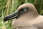 Light-mantled Albatross