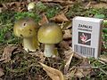 Image 22Young Amanita phalloides "death cap" mushrooms, with a matchbox for size comparison (from Mushroom)