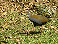 Slaty-breasted wood rail