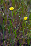 Photographie d'une arnoseris en fleur.