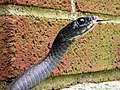 Adult northern black racer, C. c. constrictor