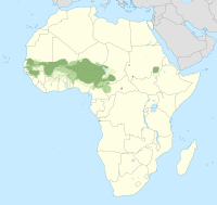 Fula (o Fulani)