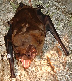 Pälsvingad brunfladdermus (Nyctalus lasiopterus), märk tanduppsättningen