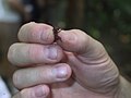 Costa Rica, Atlantik-Seite: Soldat einer Blattschneider-Ameisenart (wurde nach dem Foto wieder freigelassen)