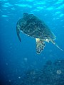 Meeresschildkröte am Great Barrier Reef