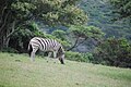 Zebra in Zuid-Afrika