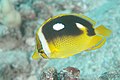 Fourspot butterflyfish Chaetodon (Exornator) quadrimaculatus