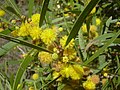 Acacia confusa