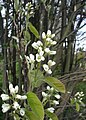 Amelanchier spicata