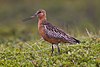 Barge rousse (Limosa lapponica).