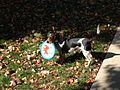 Beagle blue-mottled ou bluetick