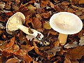 Mönchskopf (Infundibulicybe geotropa)