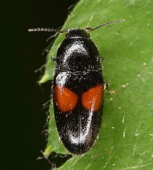 Drapetes exstriatus 59578058.jpg